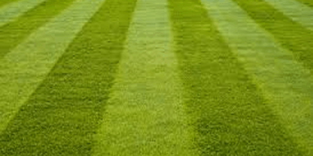 Fresh Cut Grass | A Poetic Reflection by Margaret South